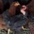 chicks available 4 thumbnail