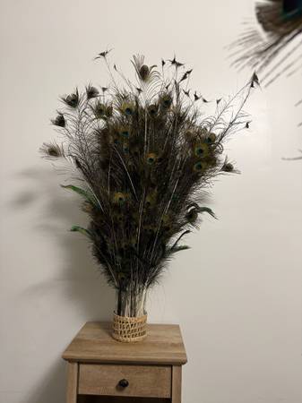 Peacock Feathers 1