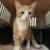 Kittens 16 thumbnail