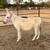 MINI MINI MINI MINI!! Cattle Donkeys Horses MINI MINI MINI MINI 16 thumbnail