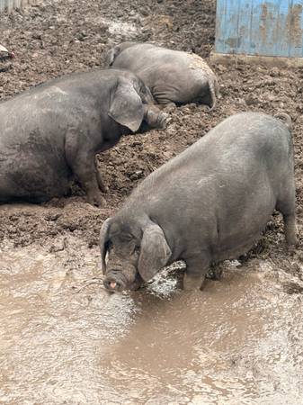Meishan pig 1