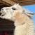 Female Llama Appaloosa color 5 thumbnail