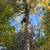 TREE REMOVAL & BRUSH CLEANUP – INSURED – FREE ESTIMATES 9 thumbnail