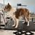 Herd dog 1 thumbnail