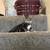 Kitten 2 thumbnail
