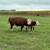 Mini Hereford 2 thumbnail