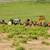 Do you have old equipment/vehicles in your pasture you want to sell? 5 thumbnail