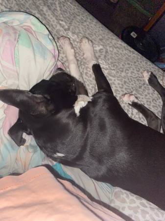 Buck (Wichita Falls)63852006974721121