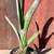 Bromeliads - cold hardy tropical plants 22 thumbnail