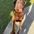 Free 1year old chocolate lab 7 thumbnail