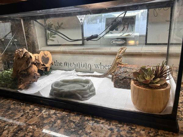 tanque de 40 galones zoo med y dragón barbudo (Fort pierce)63667812911107121