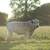 Highpark Mini Bull for Lease/Stud 4 thumbnail