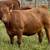 Red Angus Replacement Heifers 2 thumbnail
