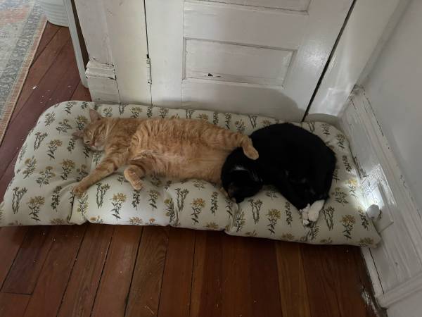 Rehoming two cats (Simpsonville)63661489905409120