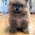 Russian Pomeranian 3 thumbnail