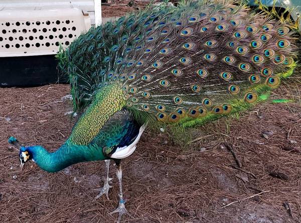 Blue peacocks 1