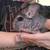 Chinchillas 4 thumbnail