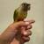 Friendly Pineapple Greencheek Conure 3 thumbnail