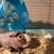 Beautiful rainbow boar hairless Guinea  pig. needs loving forever home 3 thumbnail