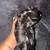Shihtzu 6 thumbnail