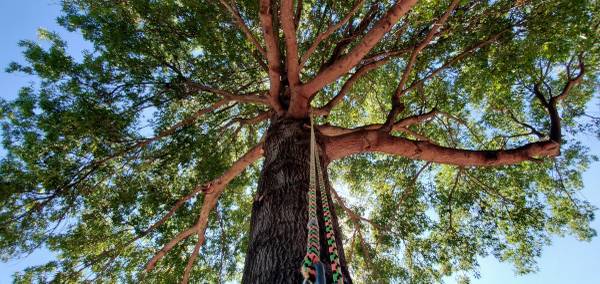 J&E Tree Services LLC 1
