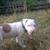 Giving away white pitbull 4 thumbnail