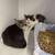 Cats looking for good homes 21 thumbnail