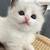 soft and fluffy kitten!! 1 thumbnail