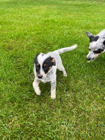 Hembra Blue Heeler (Audubon)63848557991809122