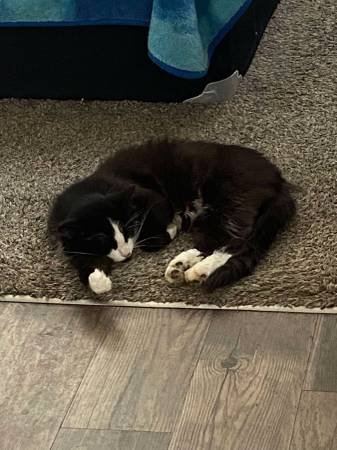 Lost black and white cat (Lafayette)63680163391233120