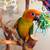 Baby sun conures 3 thumbnail