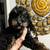 Miniature Phantom Poodle 1 thumbnail