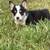 CKC Corgi Puppies 2 thumbnail