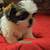 Shih tzu pupies 6 thumbnail
