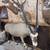 Taxidermy mounts 2 thumbnail