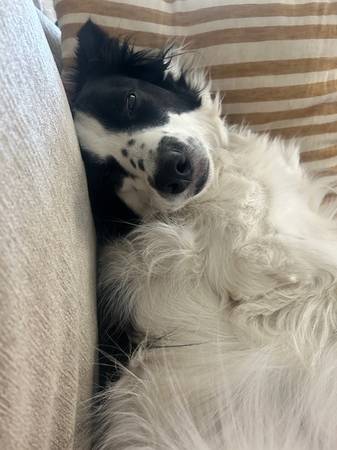 Aussie / Border Collie Mix (Citrus Heights)63881395080321121
