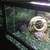 Button quail 2 thumbnail
