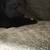 Shar pei 1 thumbnail