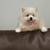 100% Pomeranian 3 thumbnail