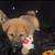 Puppys need new homes 3 thumbnail