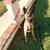 Male Belgian malinois 7 thumbnail