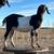 Registered Nubian doeling 2 thumbnail