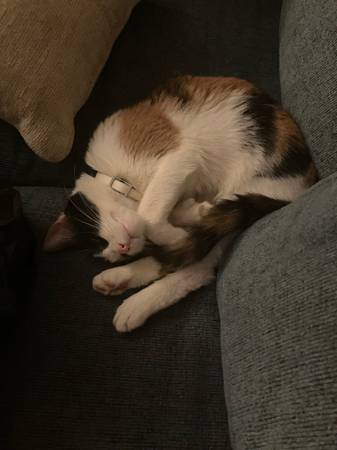 looking for Foster (reading)64036929191297123