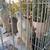 Indian ringneck 2 thumbnail