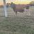 Miniature Jersey Bull 3 thumbnail