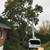 Tree removal   trimming  Tree care  Tree service 9 thumbnail