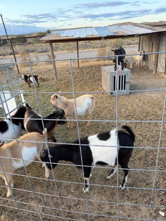 Wether goats 1