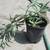 Purple Lady Finger Succulent Cotyledon obiculata 4 thumbnail
