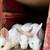 Baby Rabbits 3 thumbnail