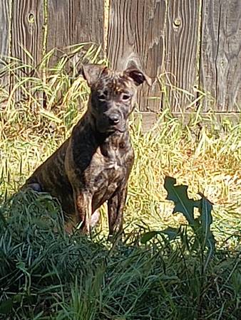 Pitt bull child (Manteca)63291831898755122
